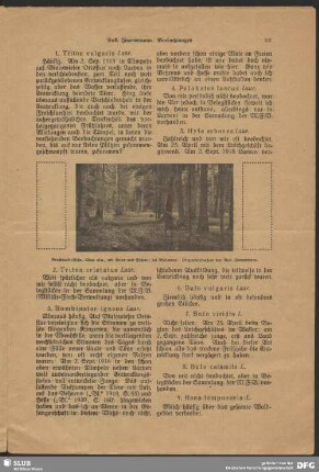 Bruchwald mit Eiche, Ulme, Erlen und Fichten bei Bialowies