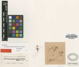 Polygonum molliaeforme Boiss. [isotype]