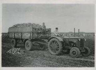 Der Hanomag-Allzweckschlepper R 22 bei der Rübenabfuhr