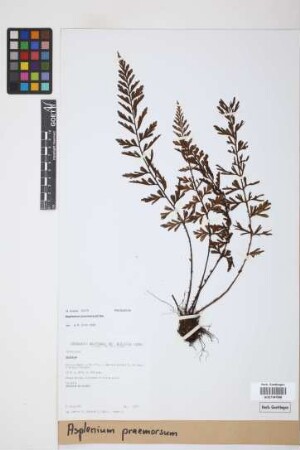 Asplenium praemorsum
