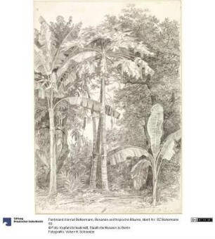 Bananen und tropische Bäume