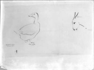 Studienblatt mit Gans und Eselskopf : Studienblatt mit Gans und Eselskopf. Tuschezeichnung (1938; E. Richter). Dresden-Striesen, Borsbergstraße 11, Atelier der Künstlerin