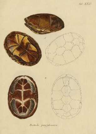 Tab XXIV. Testudo pensylvanica