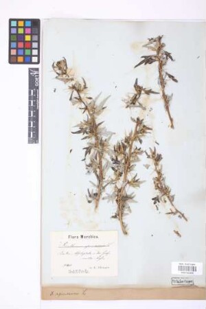Xanthium spinosum L.