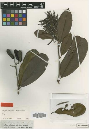 Vochysia densiflora Spruce ex Warm. [isotype]