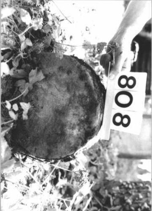 Grabstein 808