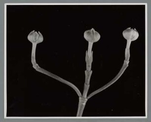 Blüten-Hartriegel, Knospe (Cornus florida)