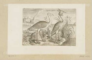 Trappe und großer Taucher, Blatt 13 der Folge "Vögel"