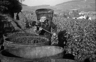 Bischoffingen: Winzer mit Stock, an Bütte