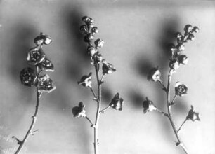 Johannisbeere (Ribes spec.), Blütenstände