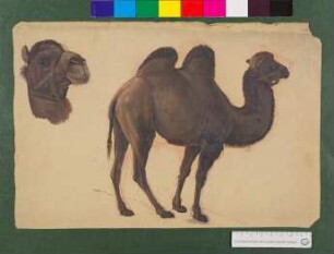 Ölstudie zu Kamel und Kamelkopf