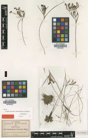 Sisyrinchium hartwegii Baker [type]