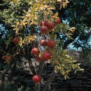 Sifnos (Insel). Granatapfelbaum (Punica granatum) mit Früchten. K2