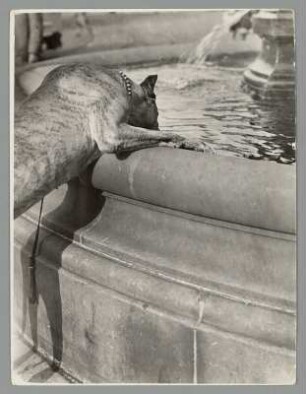 Hund aus einem Brunnen trinkend
