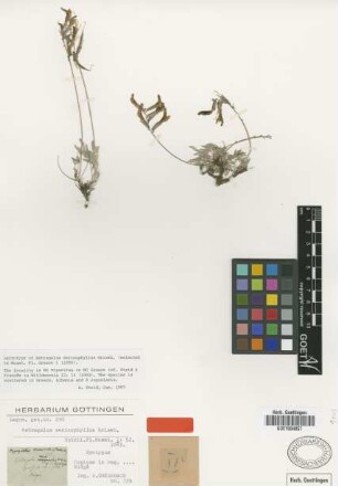 Astragalus sericophyllus Griseb. [lectotype]
