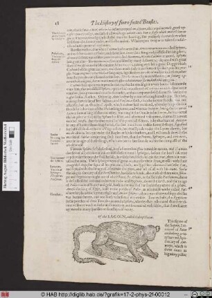 Of the Sagoin, called Galeopithecus.