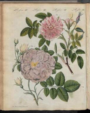 No. 25. Rosen. XI. Rosen-Arten.