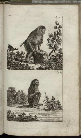 Fig. 28. - Fig. 29.