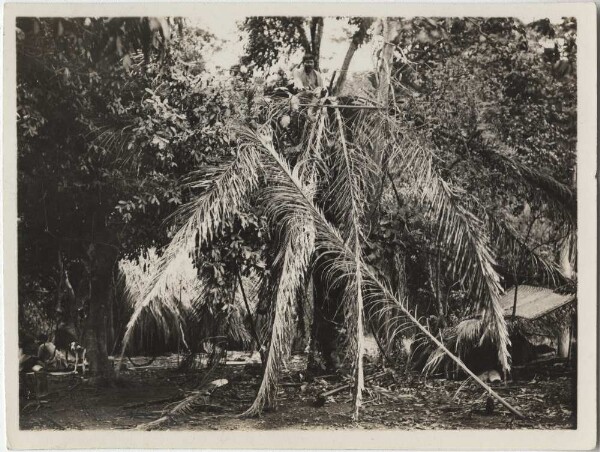 Guató, drinking chicha on an acuri palm tree