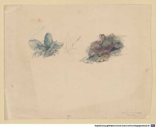 Nachlass von Eduard Metzger (1807 - 1894) - BSB Ana 570, XIII. Pflanzenaquarelle - BSB Ana 570(XIII