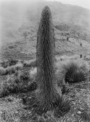 Lobelie : Blütenstand einer Lobelie im Mount-Kenya-Massiv
