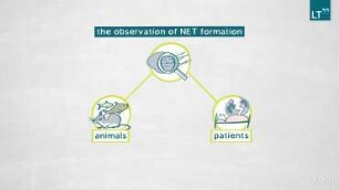 The Role of Neutrophil Extracellular Traps in Human Health
