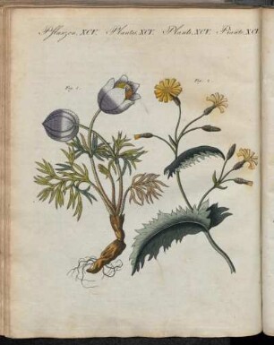 No. 38. Pflanzen XCV. Teutsche Giftpflanzen.