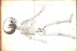 [Figuræ quinq[ue] infantis scheleta & ossa exprimentes.]