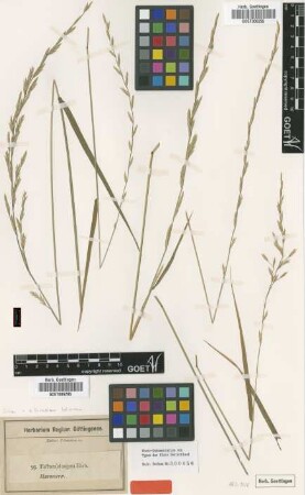 Festuca elongata Ehrh. [type]