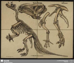 Tafel 39: Vertebrata : Reptilia : Dinosauri