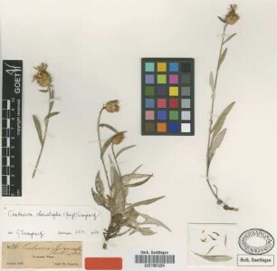 Centaurea cheirolopha (Fenzl) Wagenitz [type]