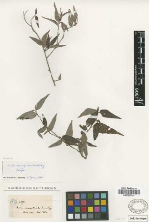 Croton homolepidus Müll.Arg. [isotype]