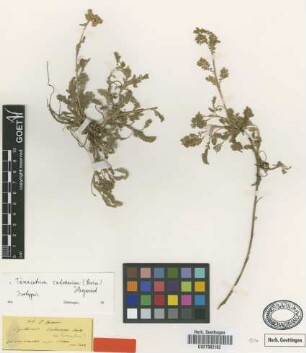 Pyrethrum cadmeum Boiss. [type]