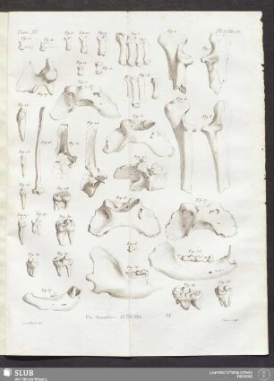 Pl. XXVII. p. 380