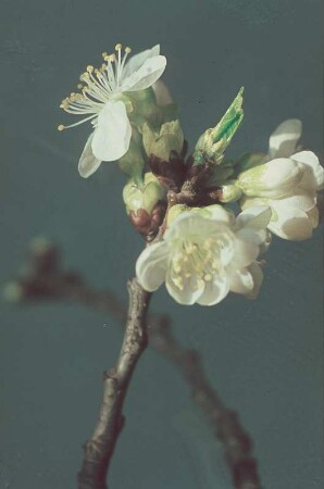 Kirschblüte