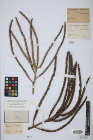 Geonoma undata