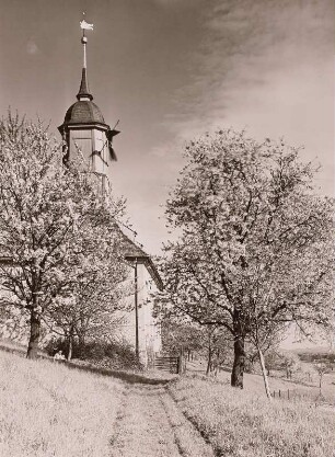 Dresden-Pillnitz. Weinbergkirche mit blühenden Obstbäumen. Ansicht von Westen
