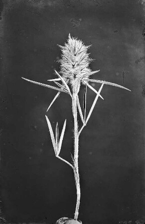 Blütenstand des Schmalblättrigen Klees (Trifolium angustifolium)