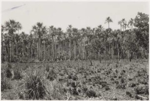 Landschaft mit Buriti-Palmen nördlich von Aquidauana : Höhe: 182 m