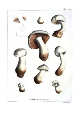 Tav. XXXI. Agaricus tumescens Viv.