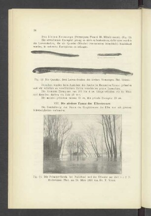 VIII. Die niedere Fauna des Elbstromes