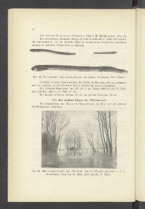 VIII. Die niedere Fauna des Elbstromes