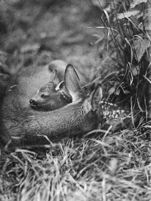 Rehe. Ricke und Kitz liegend