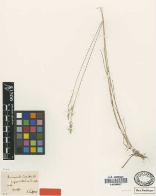 Poa nemoralis L. var. W.D.J.Koch glauca[type]