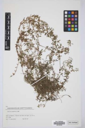 Galium productum Lowe