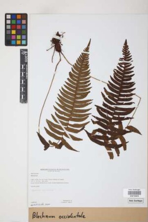 Blechnum occidentale L.