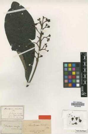 Pleurothyrium macranthum Nees