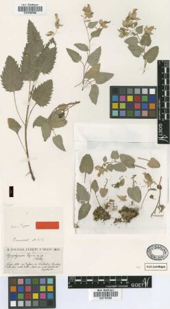 Symphyandra lazica Boiss. & Balansa [isotype]