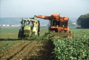 Fotografie: Erntetechnik, Zuckerrübenköpfrodelader selbstfahrend, Parallelverfahren