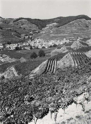 Eingebettet zwischen Weinbergen, Oberbergen im Kaiserstuhl